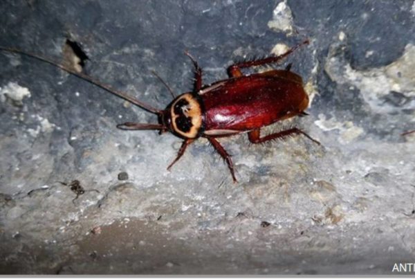 Ejemplar de cucaracha australiana