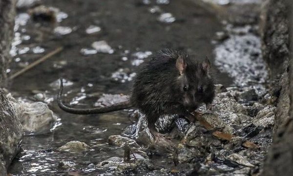 Incremento del movimiento y actividad de ratas urbanas en muchas ciudades fruto del confinamiento humano