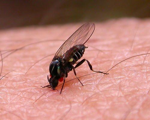 La Revista Pest Control News publica un dossier técnico sobre la problemática de la mosca negra en España