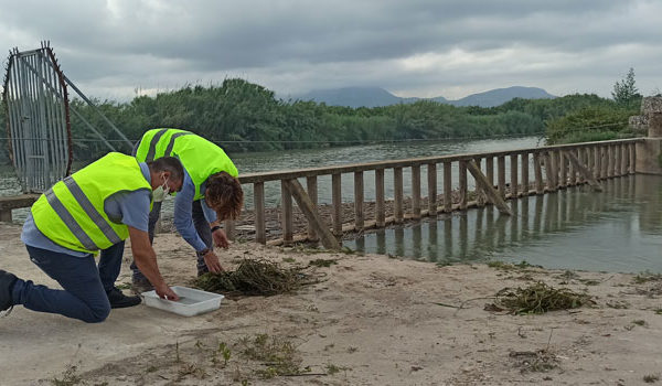 Trabajadores de Lokímica realizando muestreo de Mosca Negra