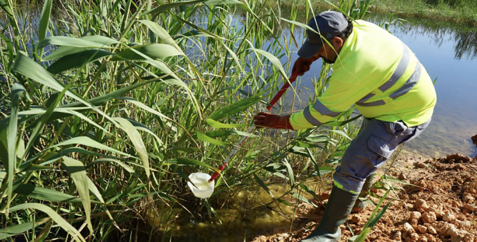 recogida de muestras de mosca negra