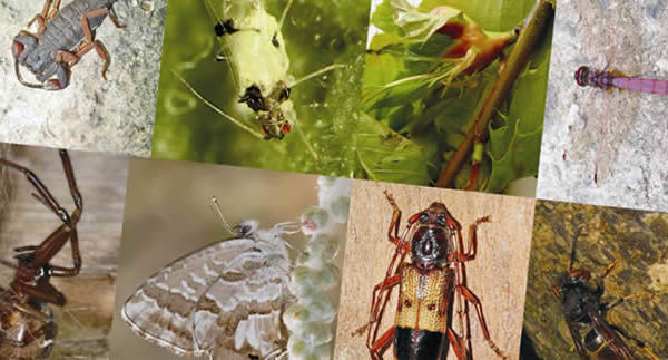 lokimica-colabora-en-el-proyecto-ide@