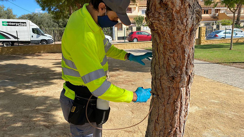 Campaña de tratamiento de mínimo impacto ambiental frente a la procesionaria del pino en El Campello