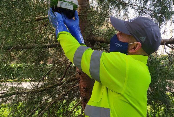 trampa-procesionaria