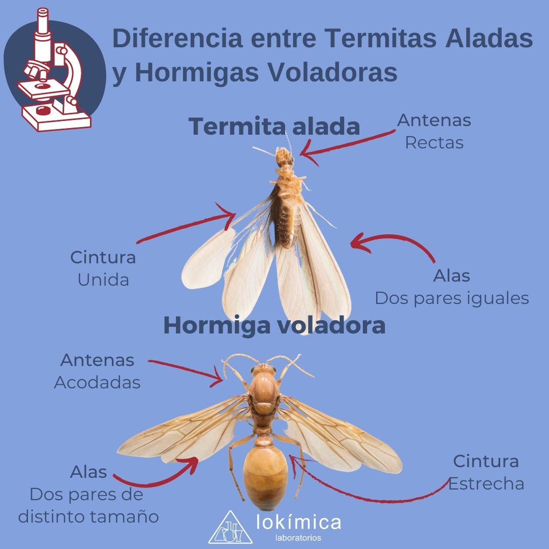 ¿Hormigas voladoras o termitas aladas? En Lokímica te ayudamos a encontrar las diferencias