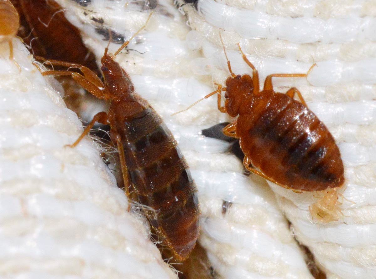 Imagen de chinches de cama.