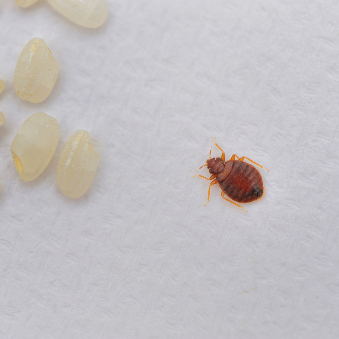 Imagen de una chinche de cerca, junto a huevos de chinche.