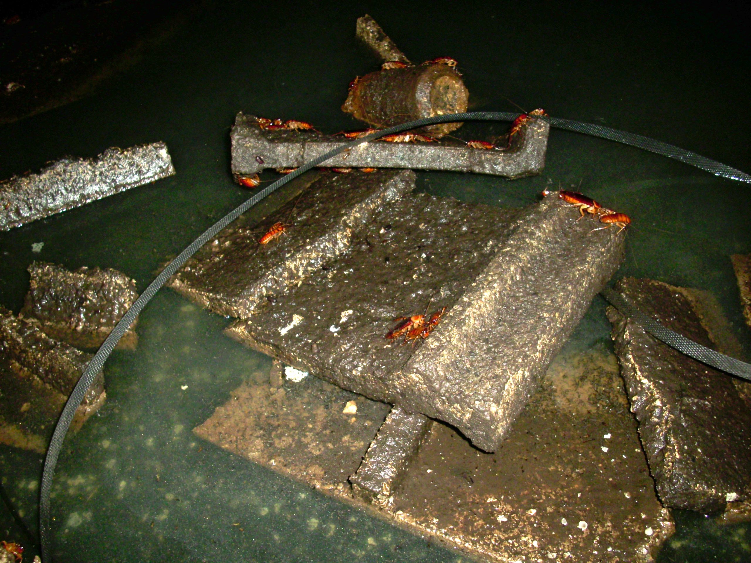 Imagen de cucarachas en exterior.