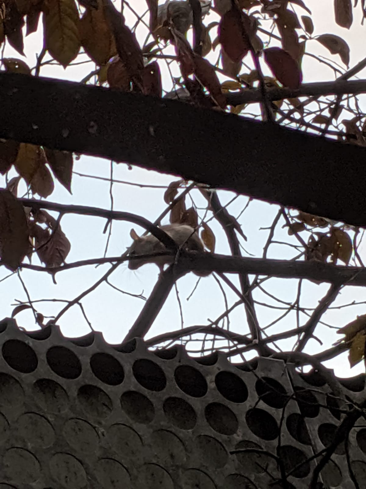Imagen de una rata gris en la rama de un árbol.