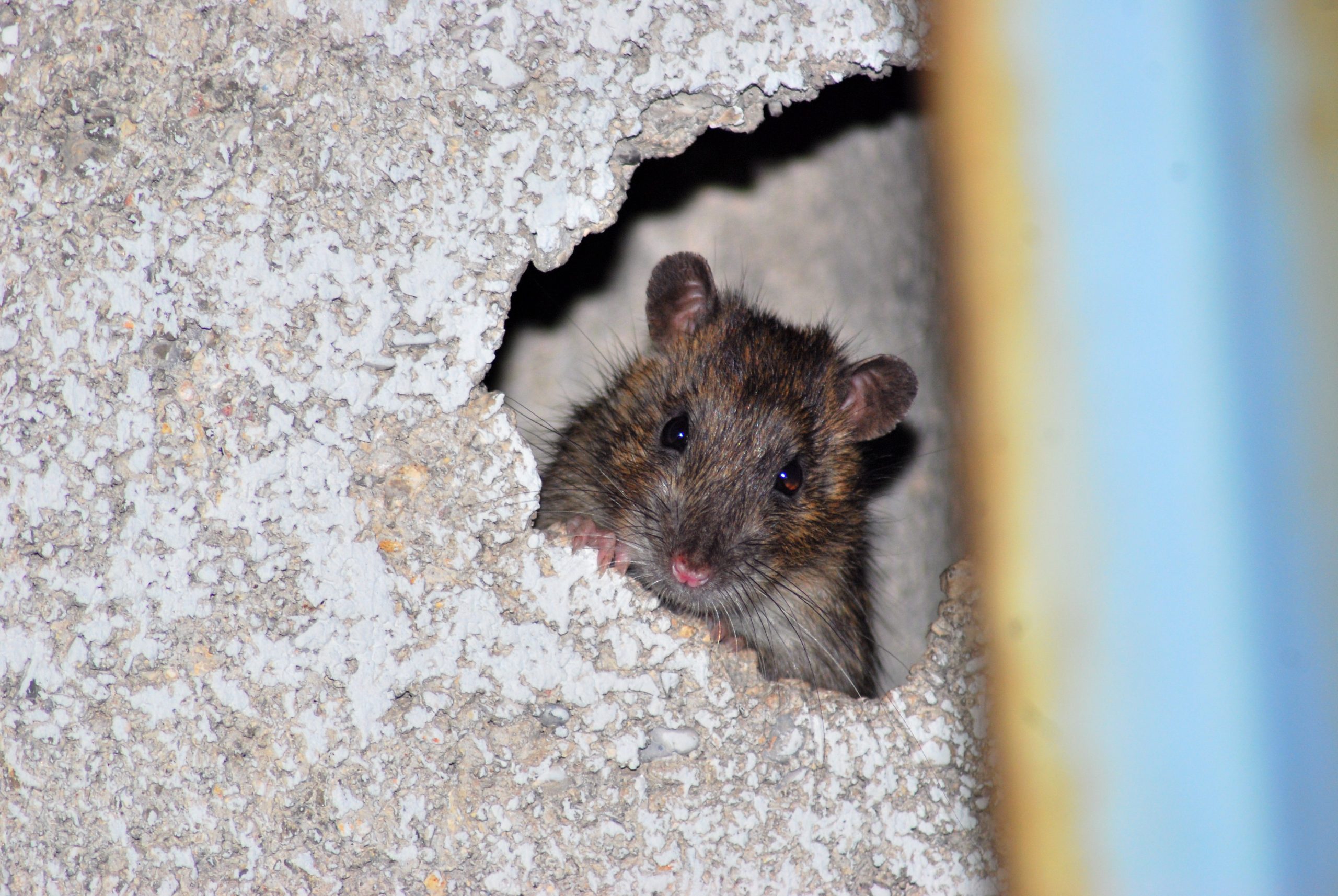 Imagen de una rata gris.