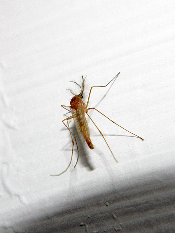 mosquito