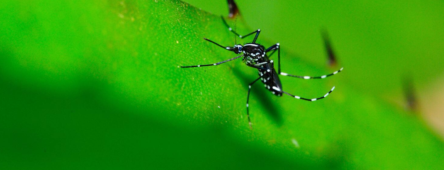 Mosquito tigre: el lugar más común para encontrarlo en domicilios privados según un estudio: los maceteros de los jardines en las casas