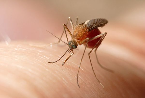 Mosquito que transmite el Virus del Nilo