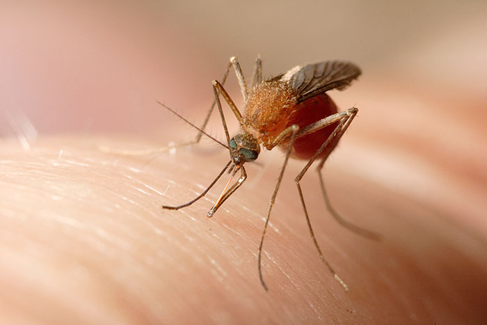 Mosquito que transmite el Virus del Nilo