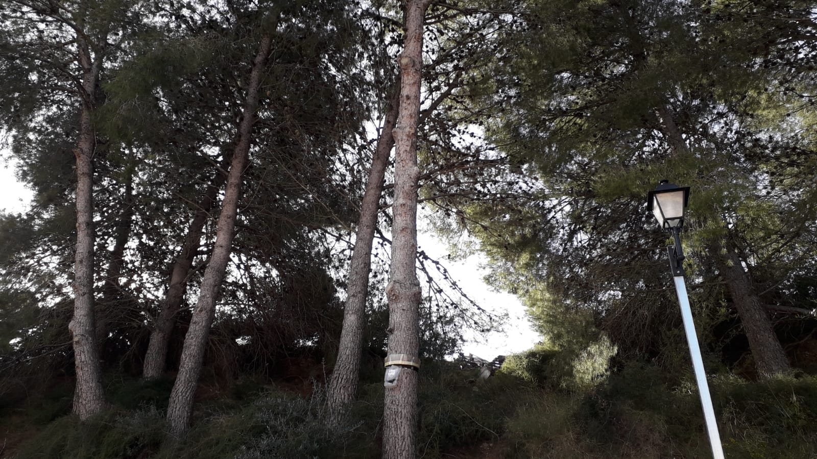 anillos-procesionaria