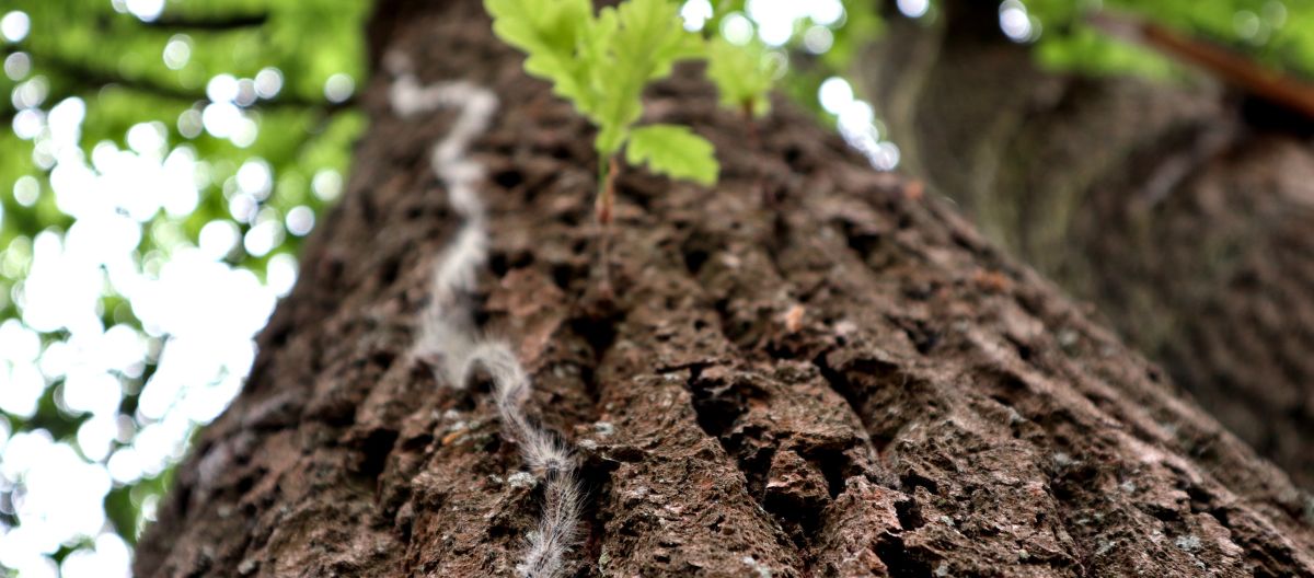 La procesionaria del pino: el enemigo silencioso de nuestros bosques y jardines