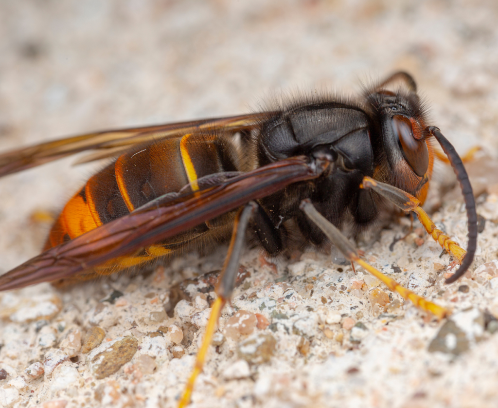 Imagen de una de las especies invasoras más importantes de la península ibérica: la Vespa Velutina.