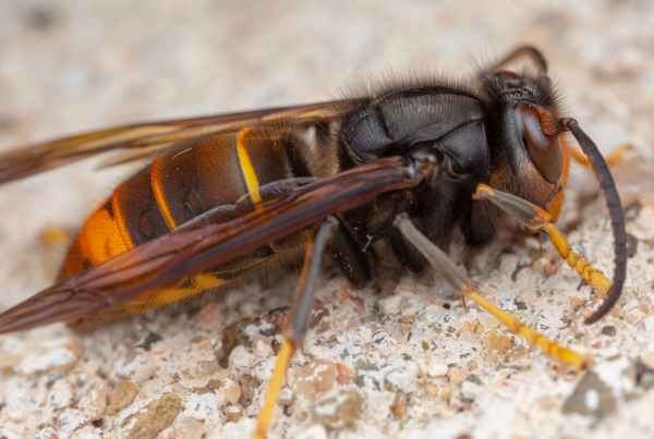 Imagen de una de las especies invasoras más importantes de la península ibérica: la Vespa Velutina.