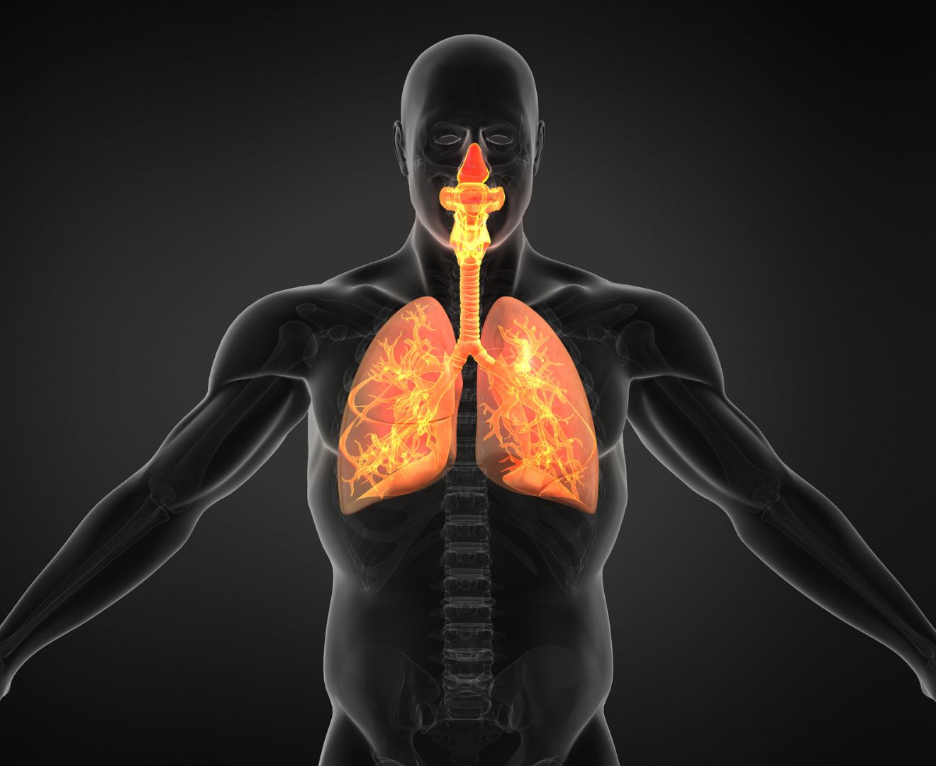 sistema-respiratorio