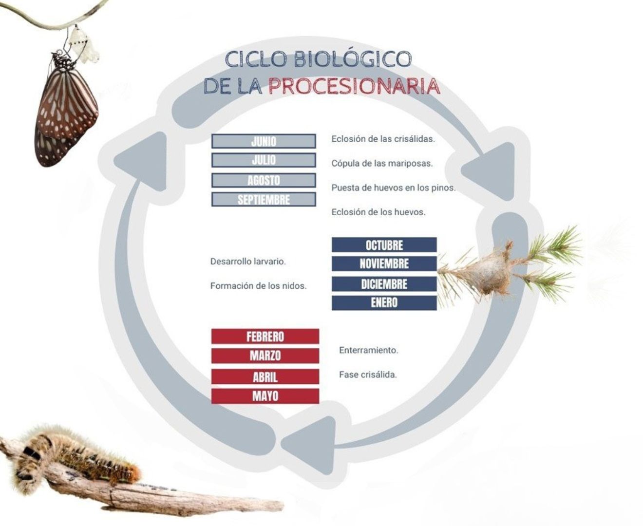 ciclo-procesionaria