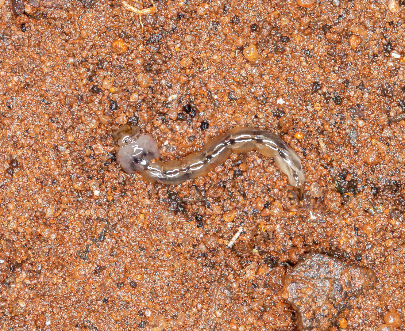 larva