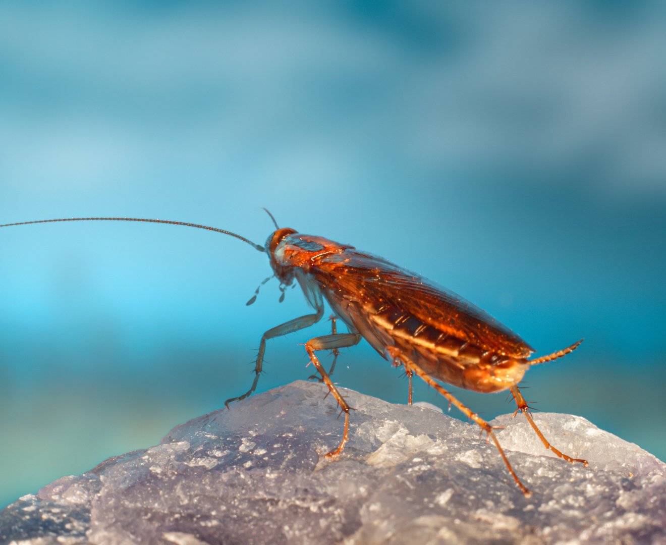 cucaracha-cima