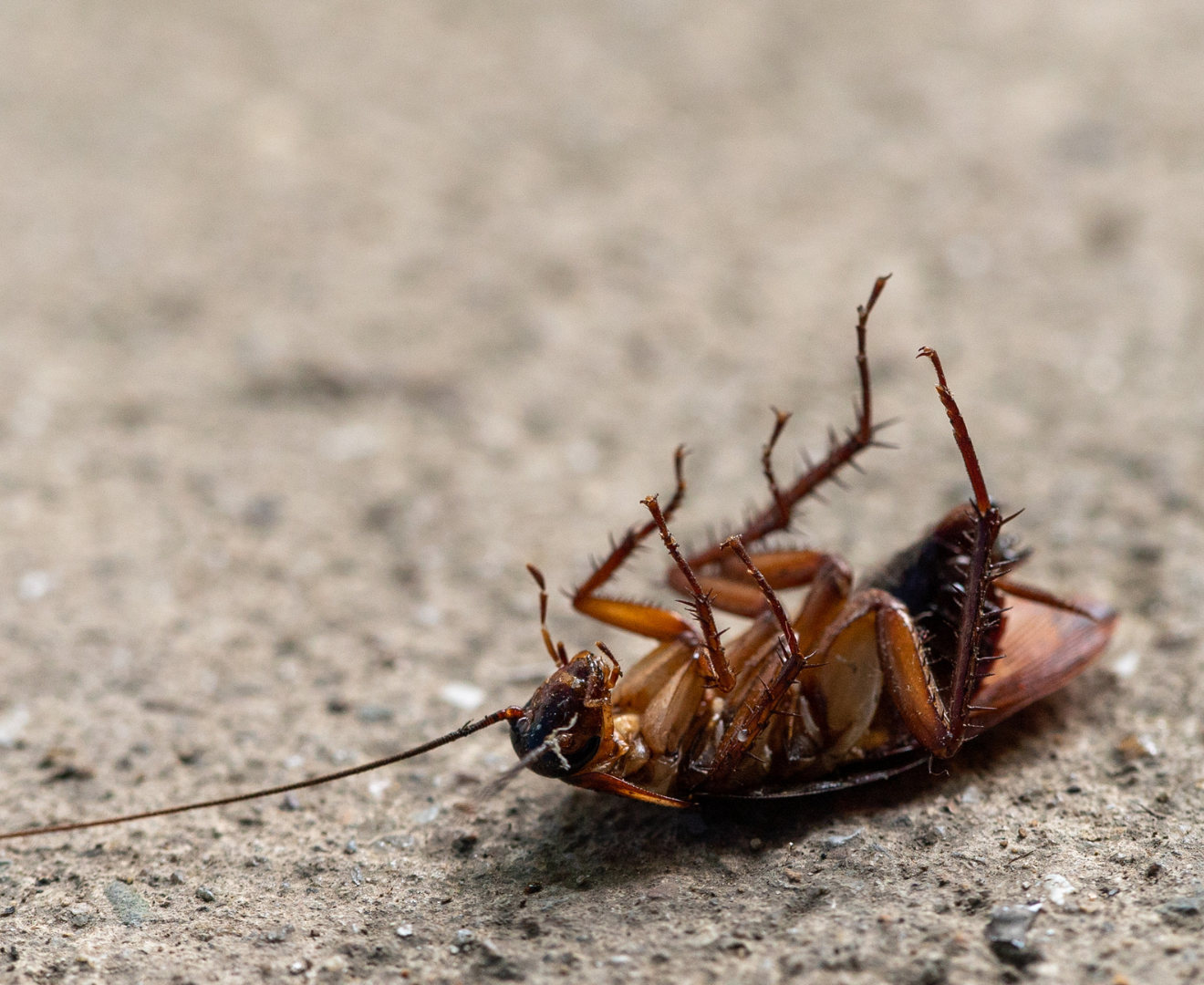 Imagen de una cucaracha boca arriba, aparentemente muerta.