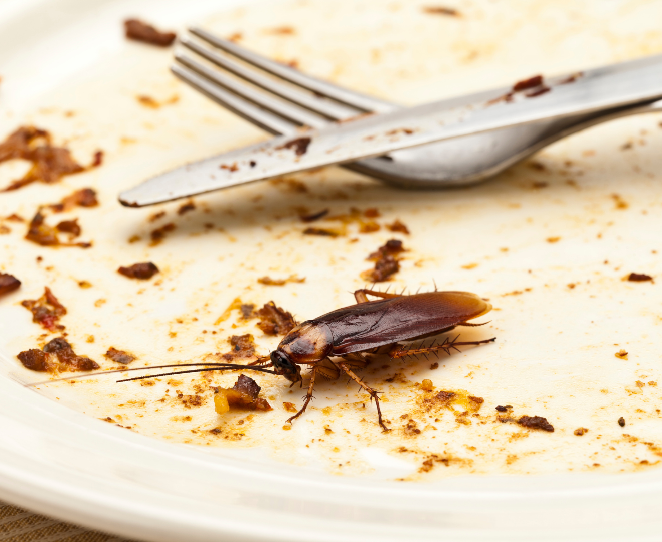Plato de comida sucio con una cucaracha encima, simulando lo que come una cucaracha.