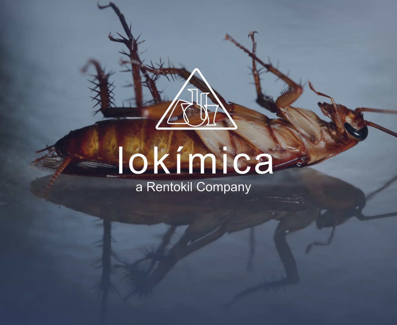 Cucaracha boca abajo, aparentemente muerta, con el logo de Lokímica sobre impreso.