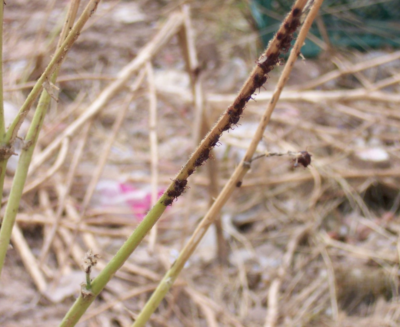 Imagen de garrapatas en una rama.