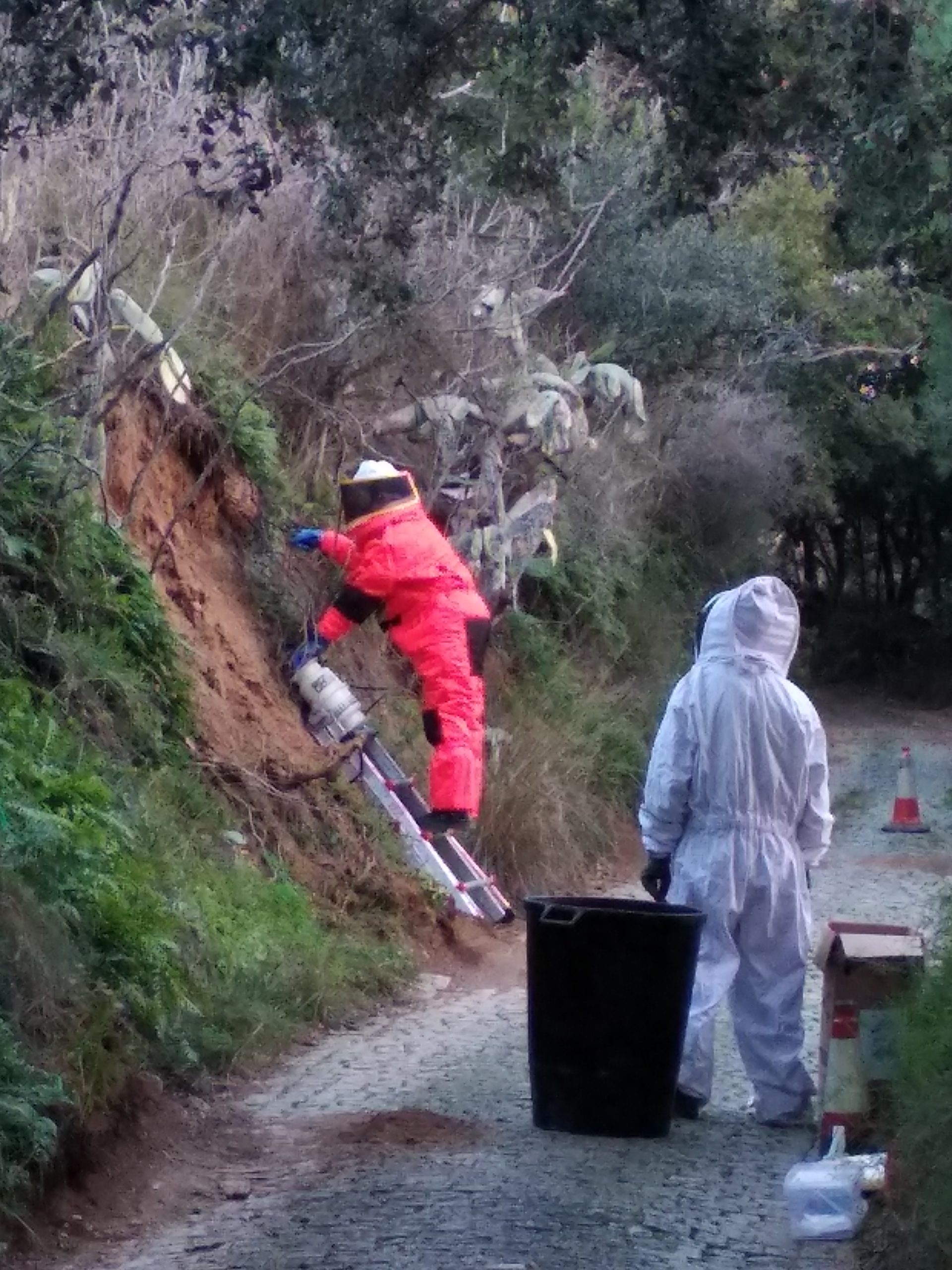El impacto económico del control de la avispa asiática en zonas rurales