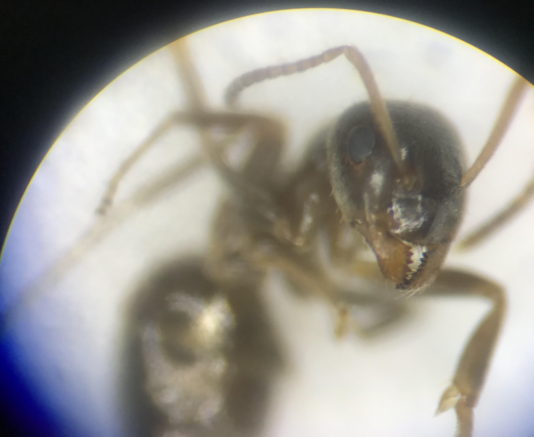 Hormiga analizada con un microscopio.
