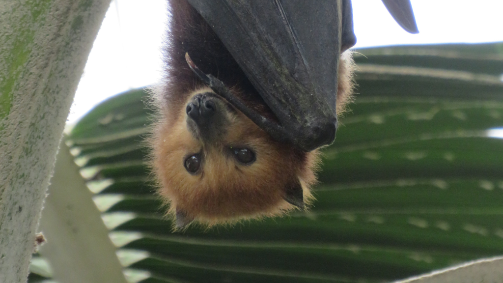 Imagen de un murciélago boca abajo con intención de cazar mosquitos.