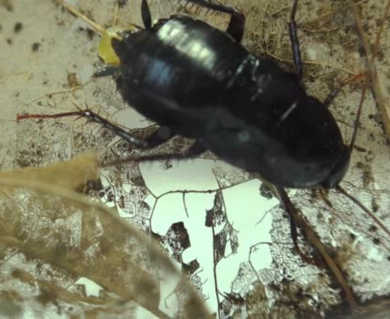 Imagen de una cucaracha oriental.