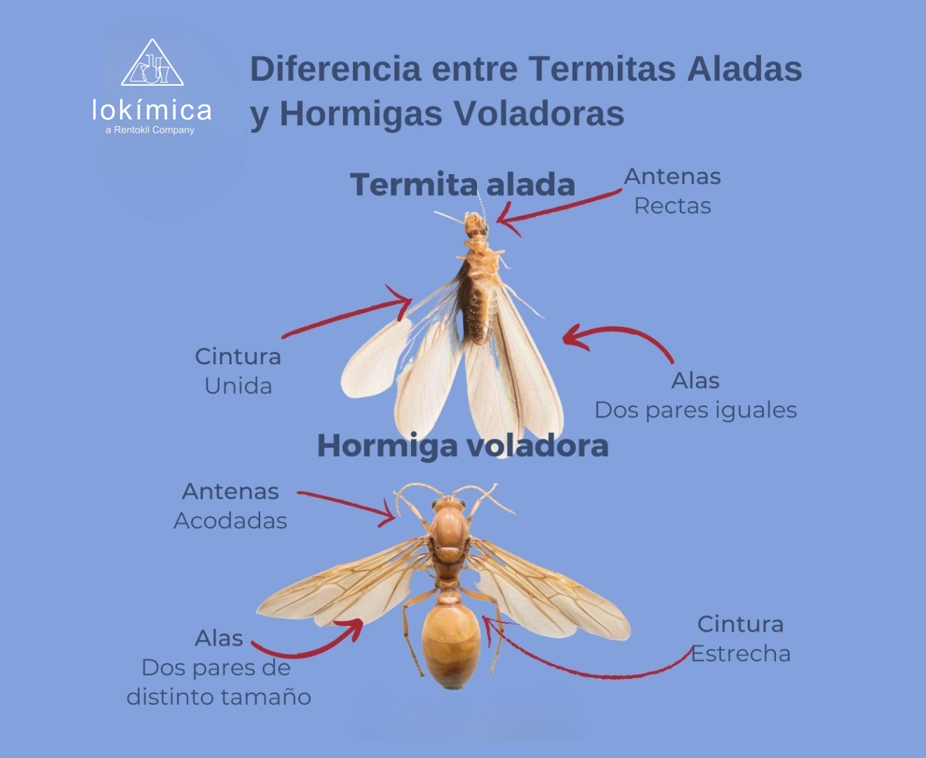 Imagen infográfica de la comparativa
