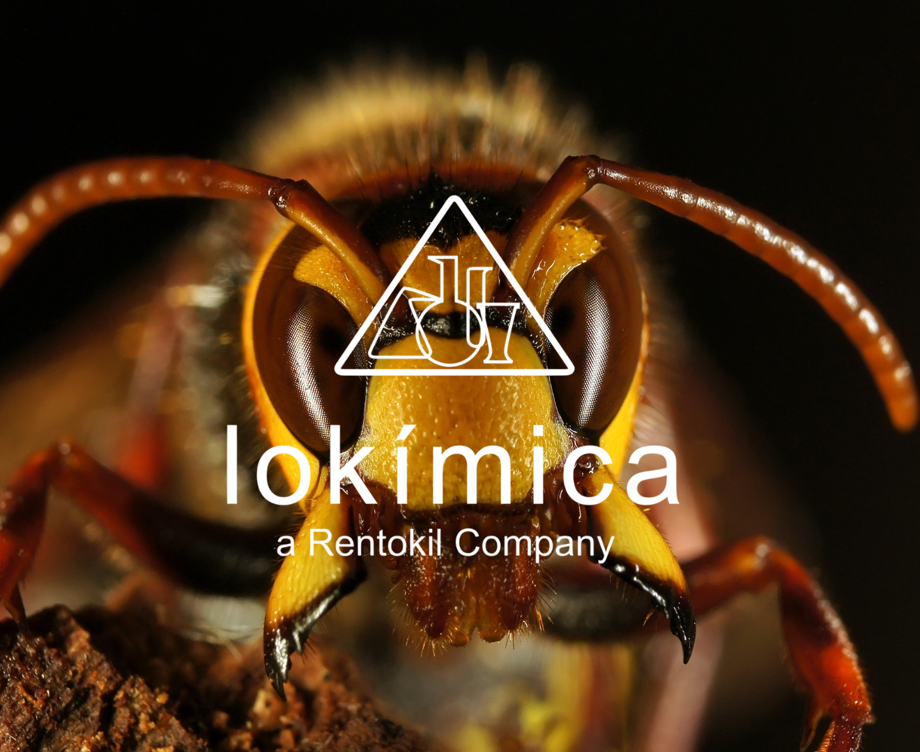 Imagen en primer plano de una avispa asiática con el logo de Lokímica.