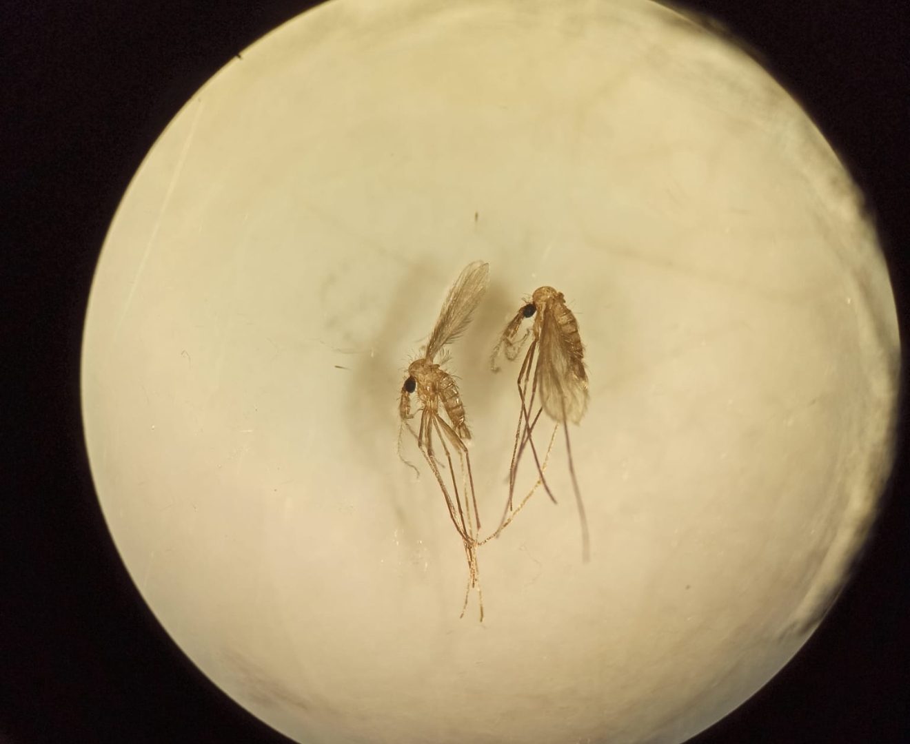 Dos flebótomos en imagen de microscpio.