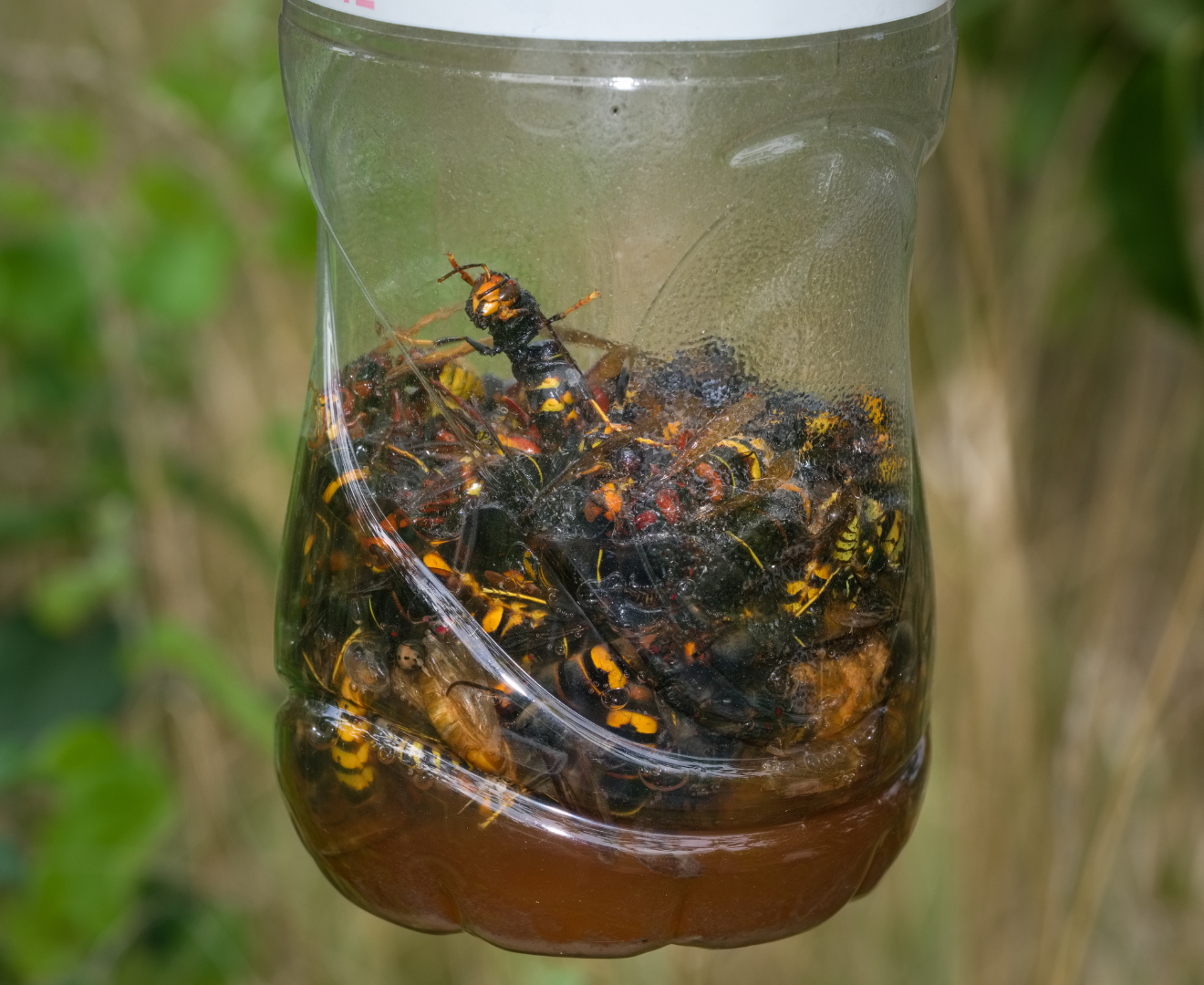 Imagen de algunos ejemplares de avispa asiática en una botella.