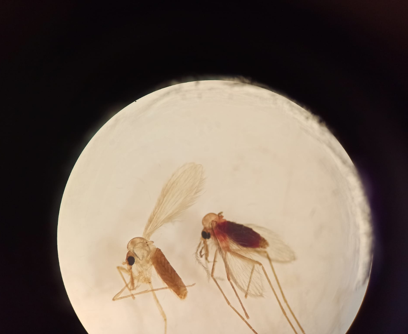 Imagen de microscopio de dos flebótomos.