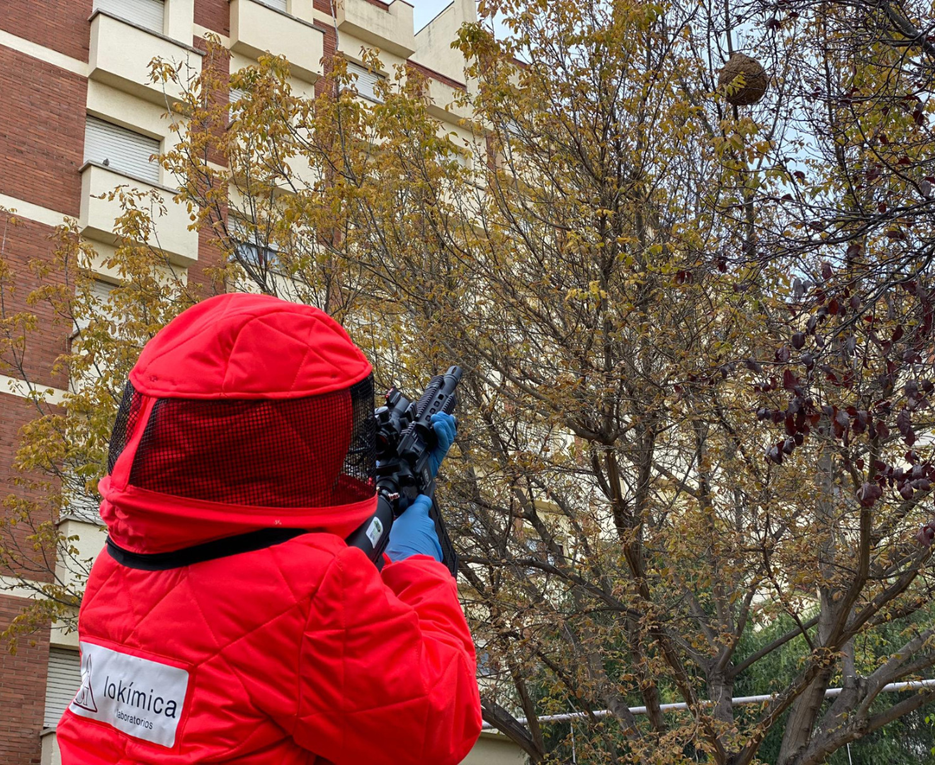 Imagen de un técnico de Lokímica disparando insecticida congelado a un nido secundario de avispa asiática.