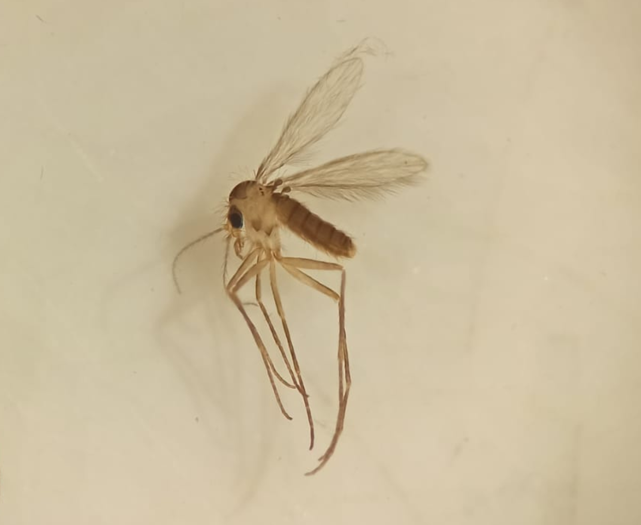 Imagen de un flebótomo.