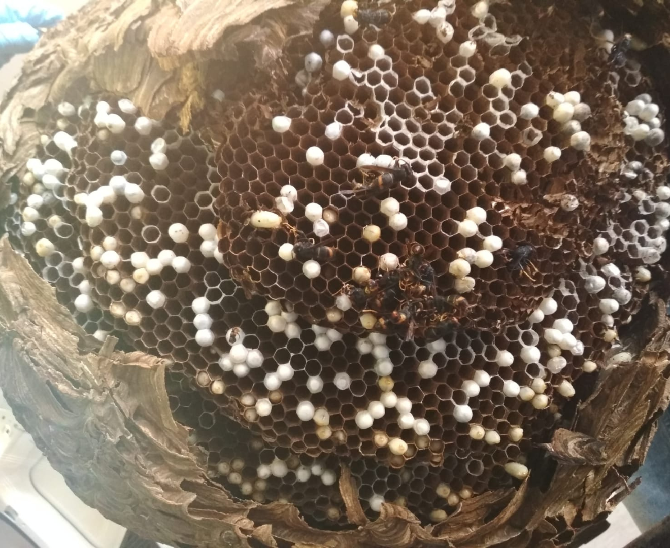 Imagen de un nido secundario de avispa asiática.