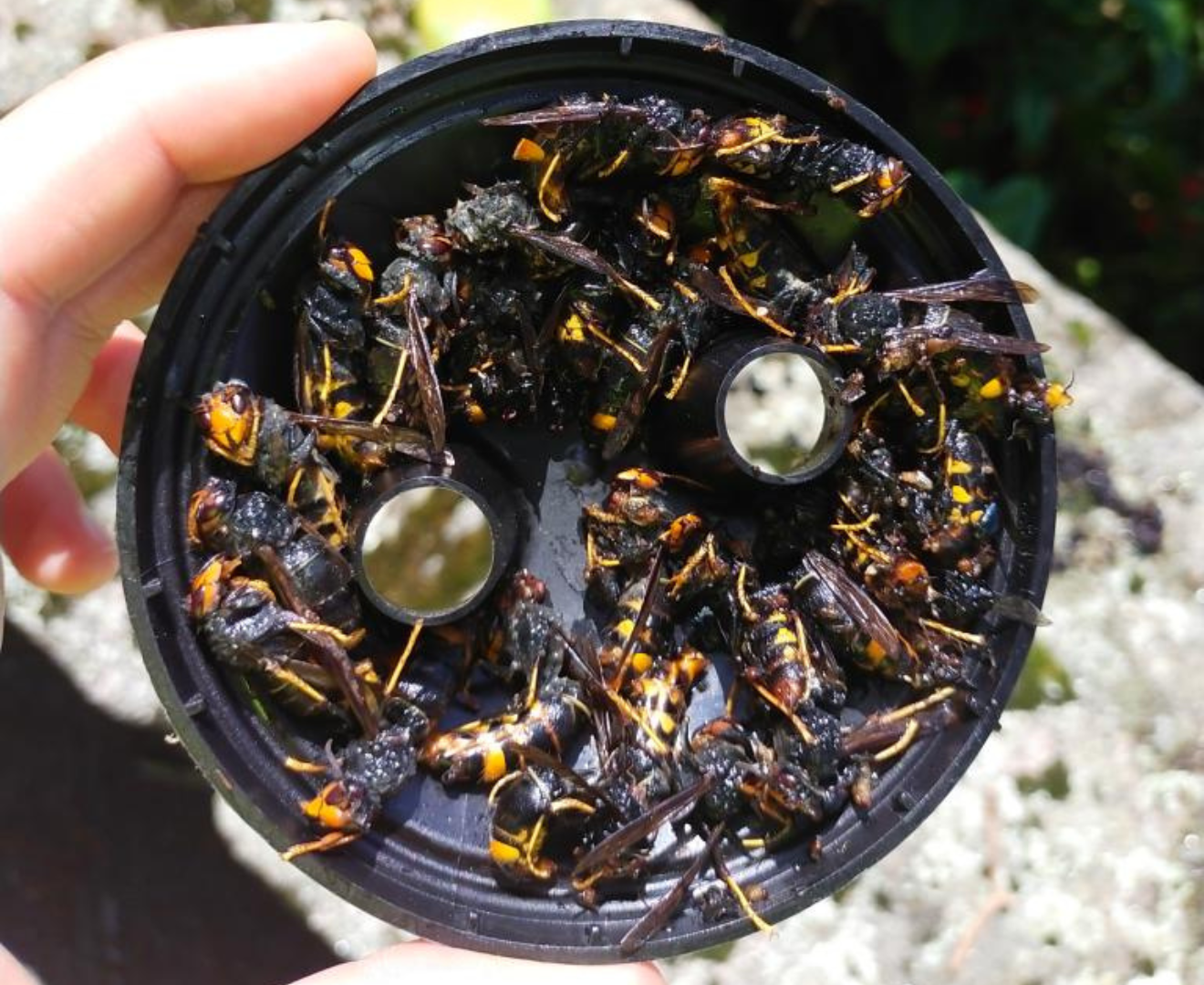 Imagen de una trampa de avispa asiática con varios ejemplares.