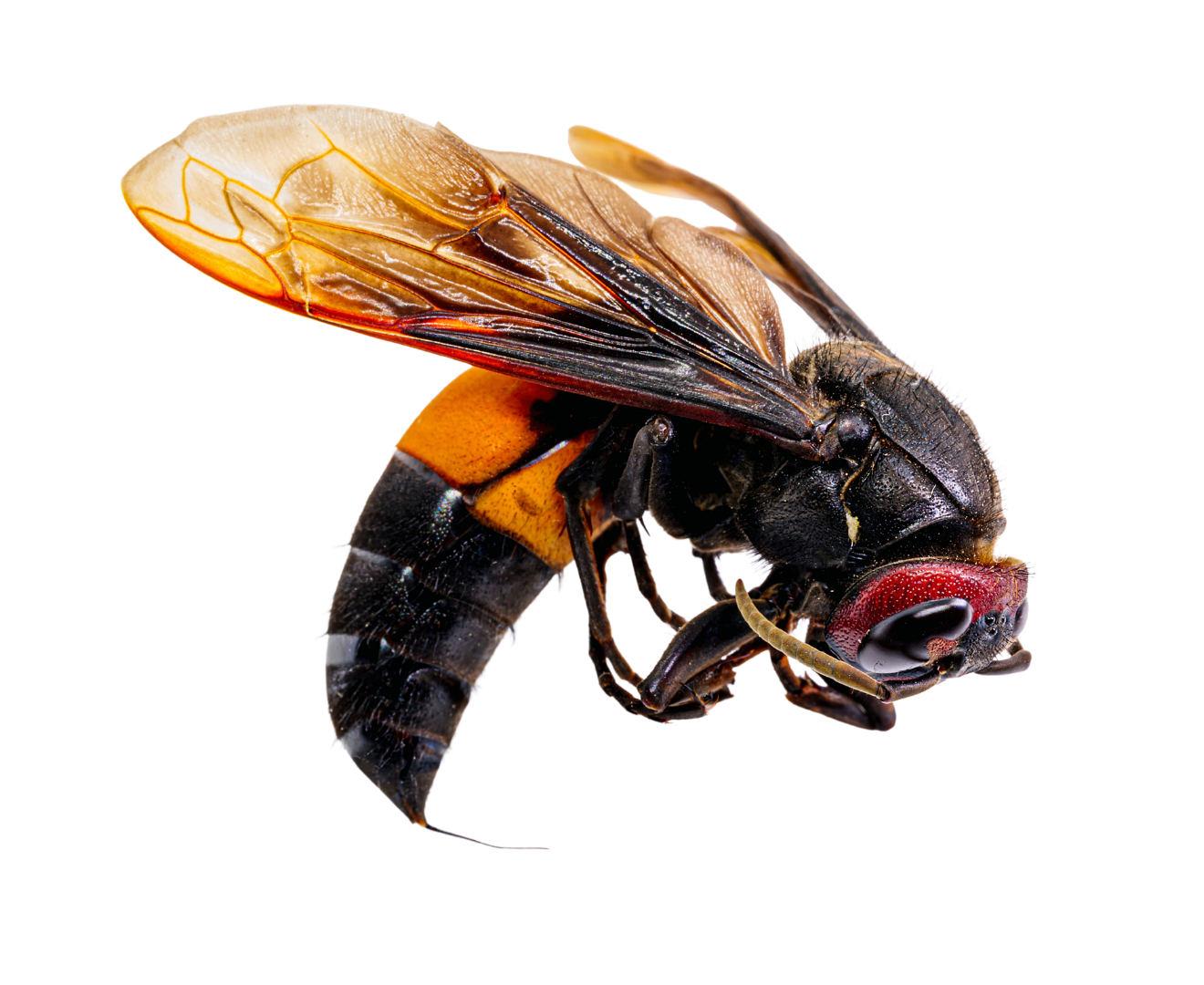 Imagen sin fondo de una avispa asiática.