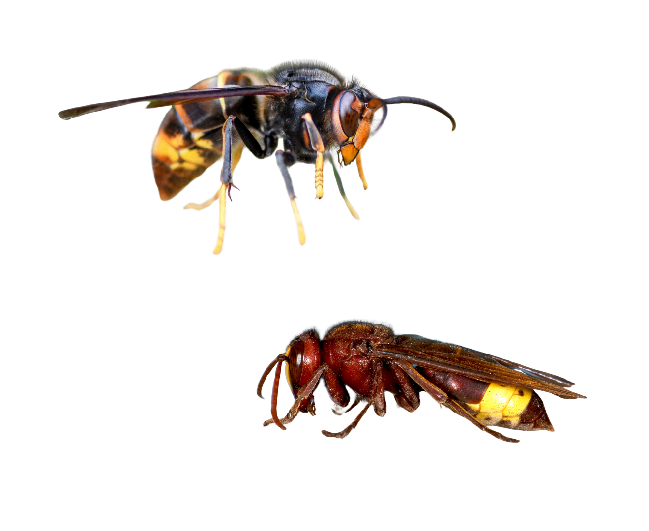 Imagen de una comparativa de una avispa asiática y un avispón oriental.